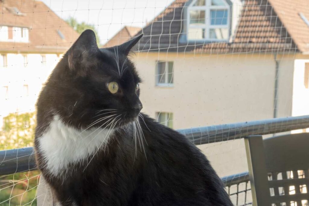 kotek na balkonie