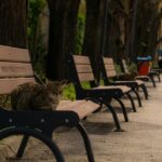 Czworonóg na ławce