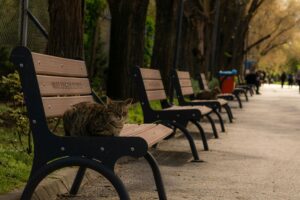 Czworonóg na ławce