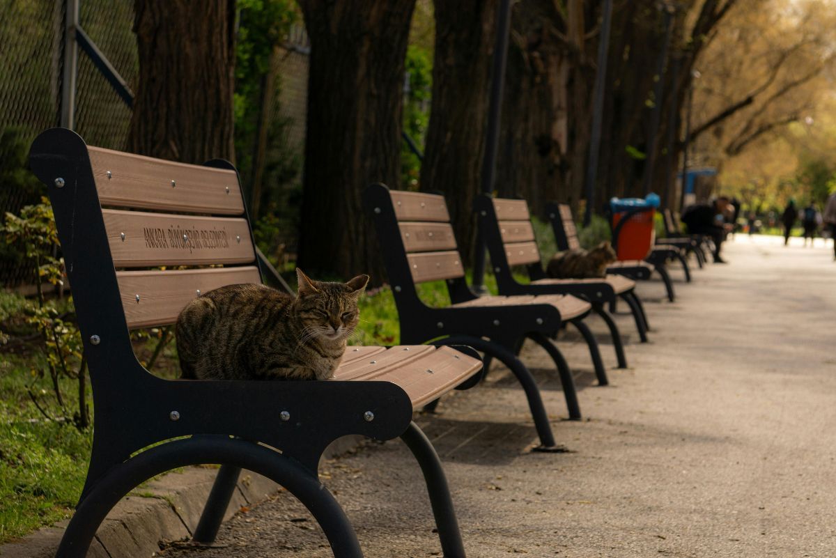 Czworonóg na ławce